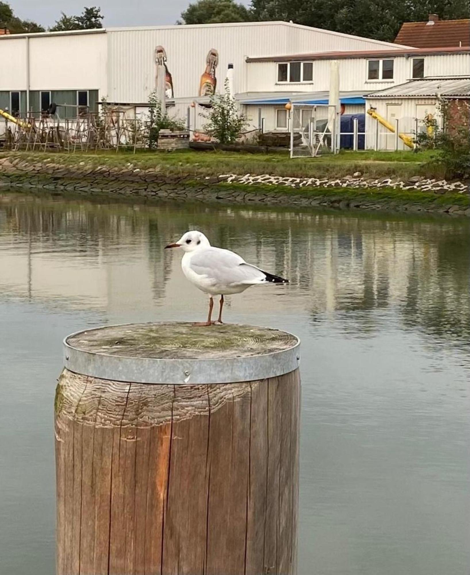 Strandkorb Buesum Exklusiv,Hafennaehe Bagian luar foto